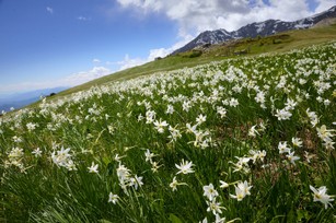 DSC_4198.jpg