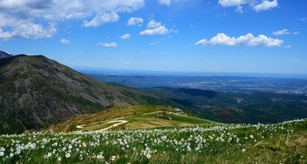 Pian-delle-nere_narcisi.jpg